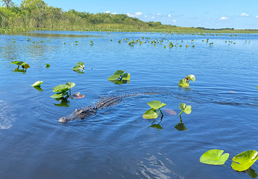 Alligator swimming in the Everglades Wetlands