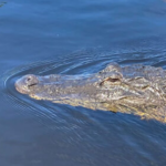 alligator in the everglades wetlands