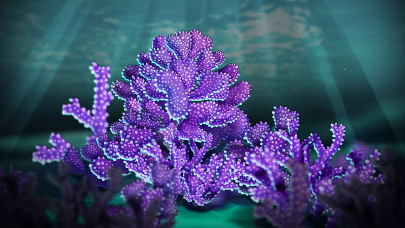 Graphics of a coral under water
