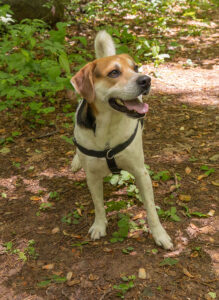 Bucky our new best friend in 2021