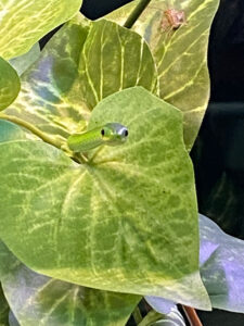 Clarisse as a plant in search of crickets