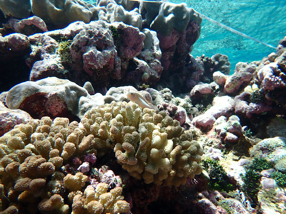 Reef and small fish