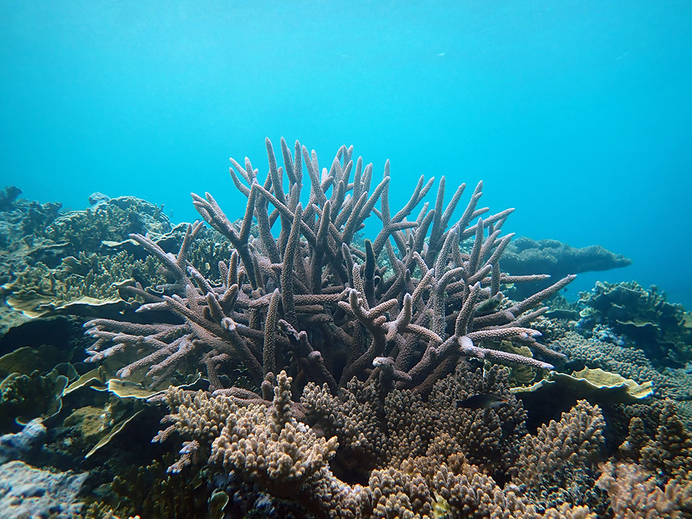 Coral