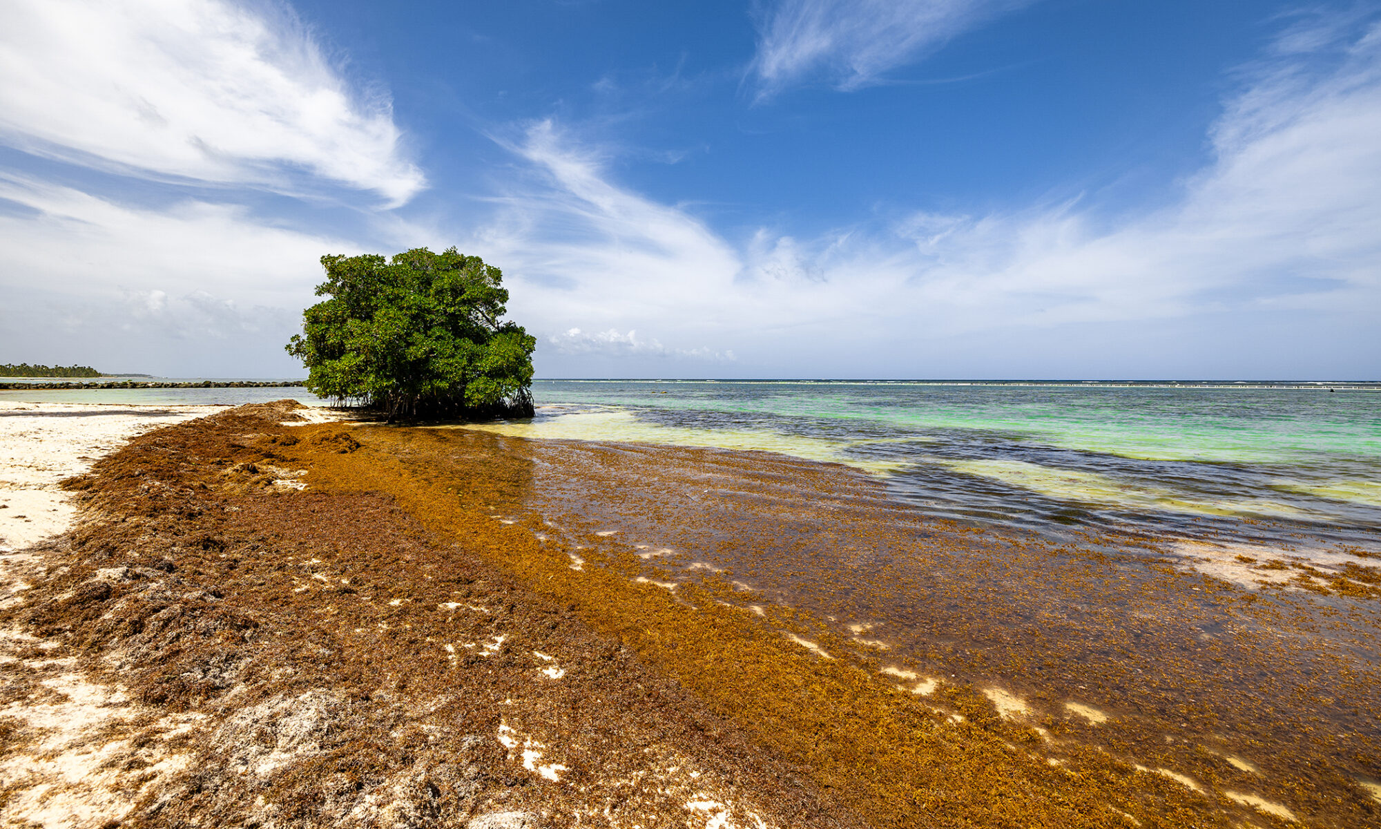 Sargassum