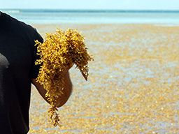 Sargassum
