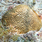Healthy coral from the Dominican Republic