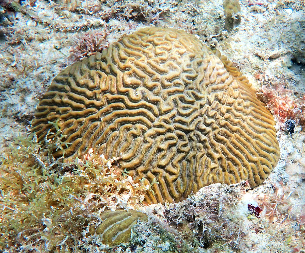 Healthy coral from the Dominican Republic