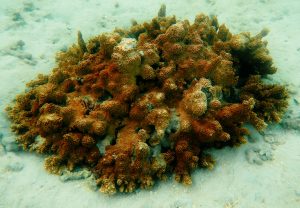 Underwater image of a coral