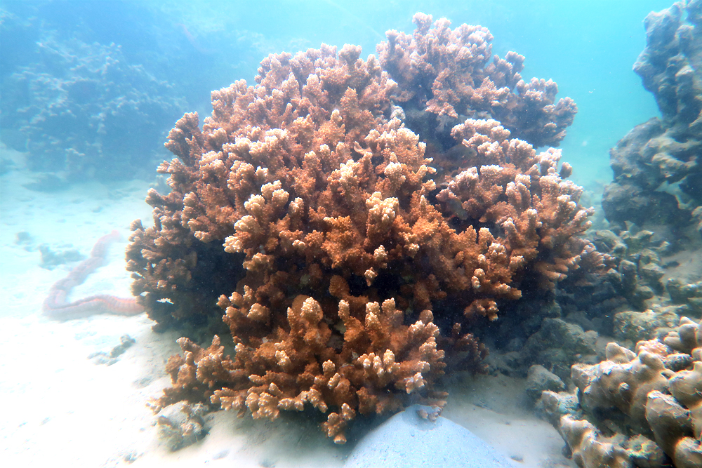 Coral