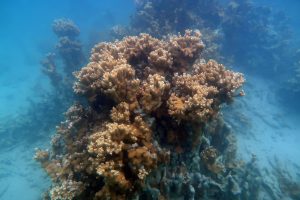 Coral