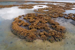 View on a fiels of corals that are partially submerged in water