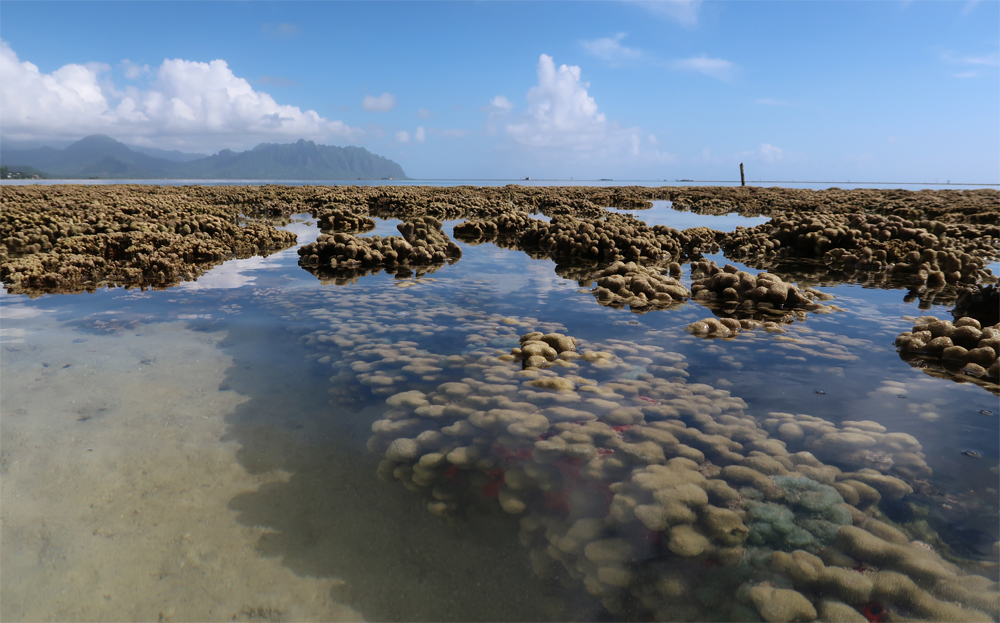 Coral submerged in water