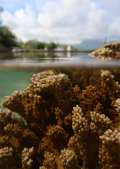 Coral partially above water
